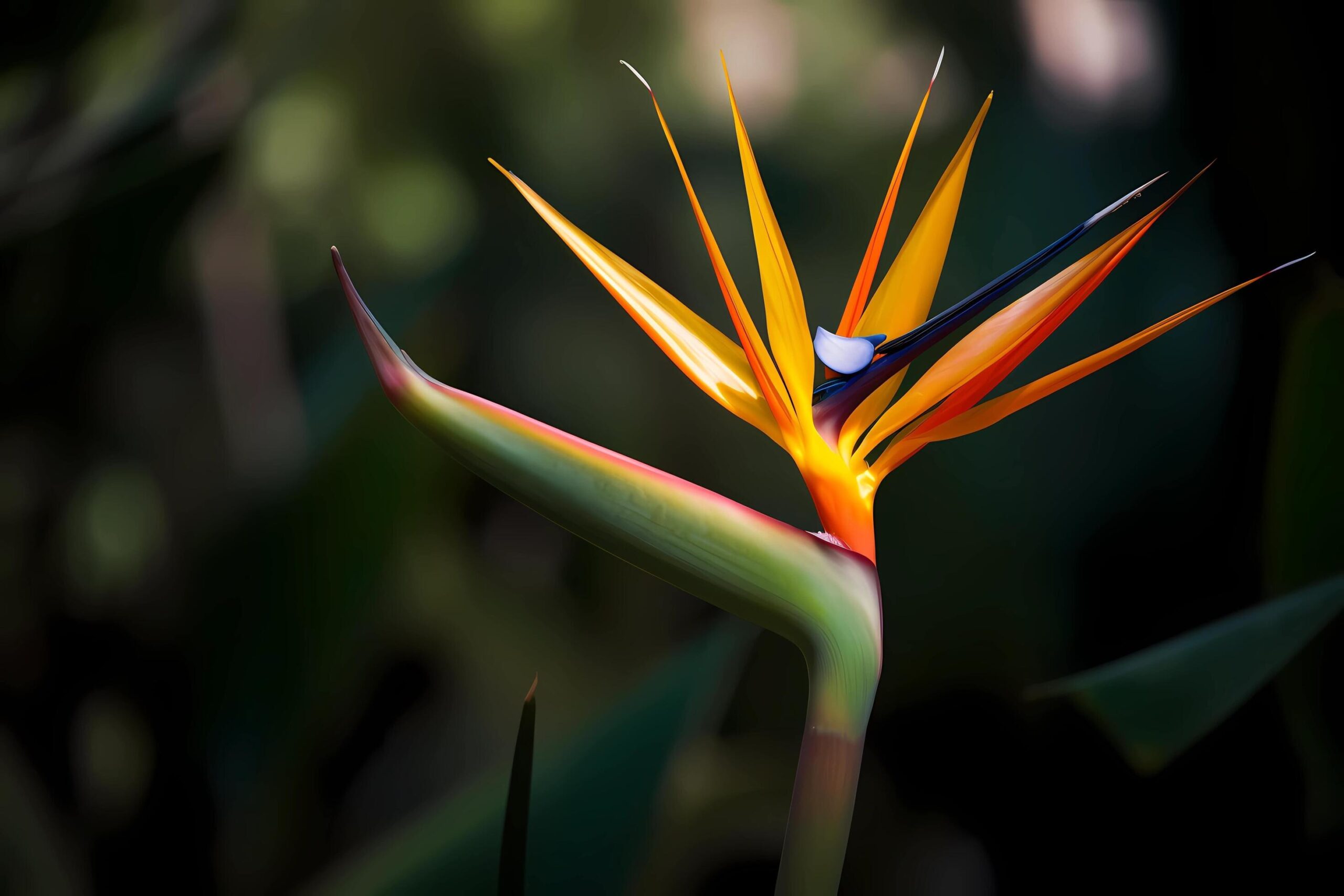 Ai-generated-bird-of-paradise-strelitzia-reginae-flower-native-to-south-africa-known-for-its-unique-bird-like-shape-and-vibrant-colors-a-symbol-of-freedom-and-magnificence-free-photo