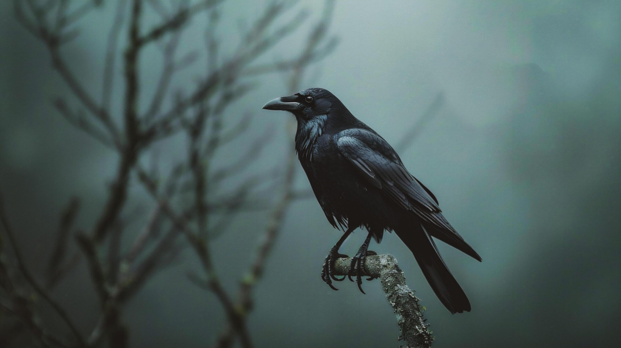 Ai-generated-black-crow-on-a-branch-in-a-foggy-forest-close-up-free-photo
