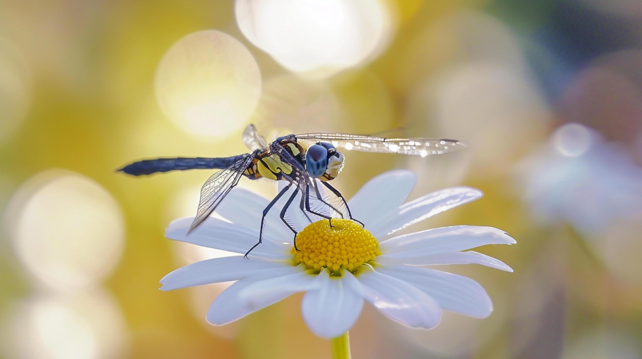 Ai-generated-dragonfly-resting-on-the-petals-of-a-white-flower-ai-generated-free-photo