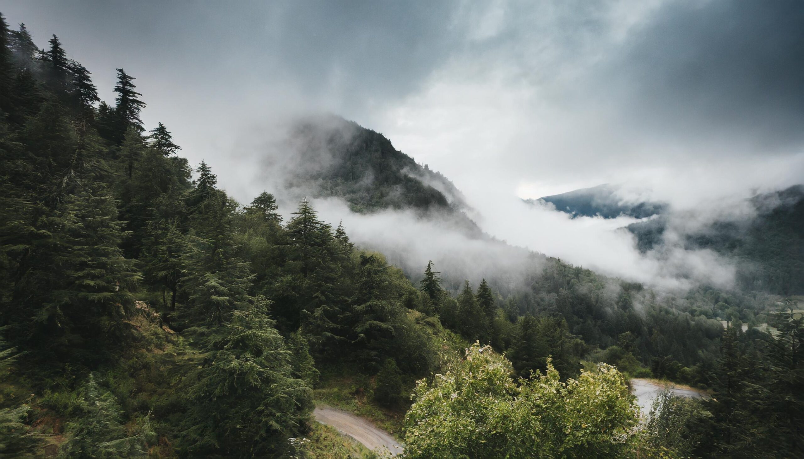 Ai-generated-forest-trees-landscape-with-misty-fog-clouds-in-the-wild-free-photo