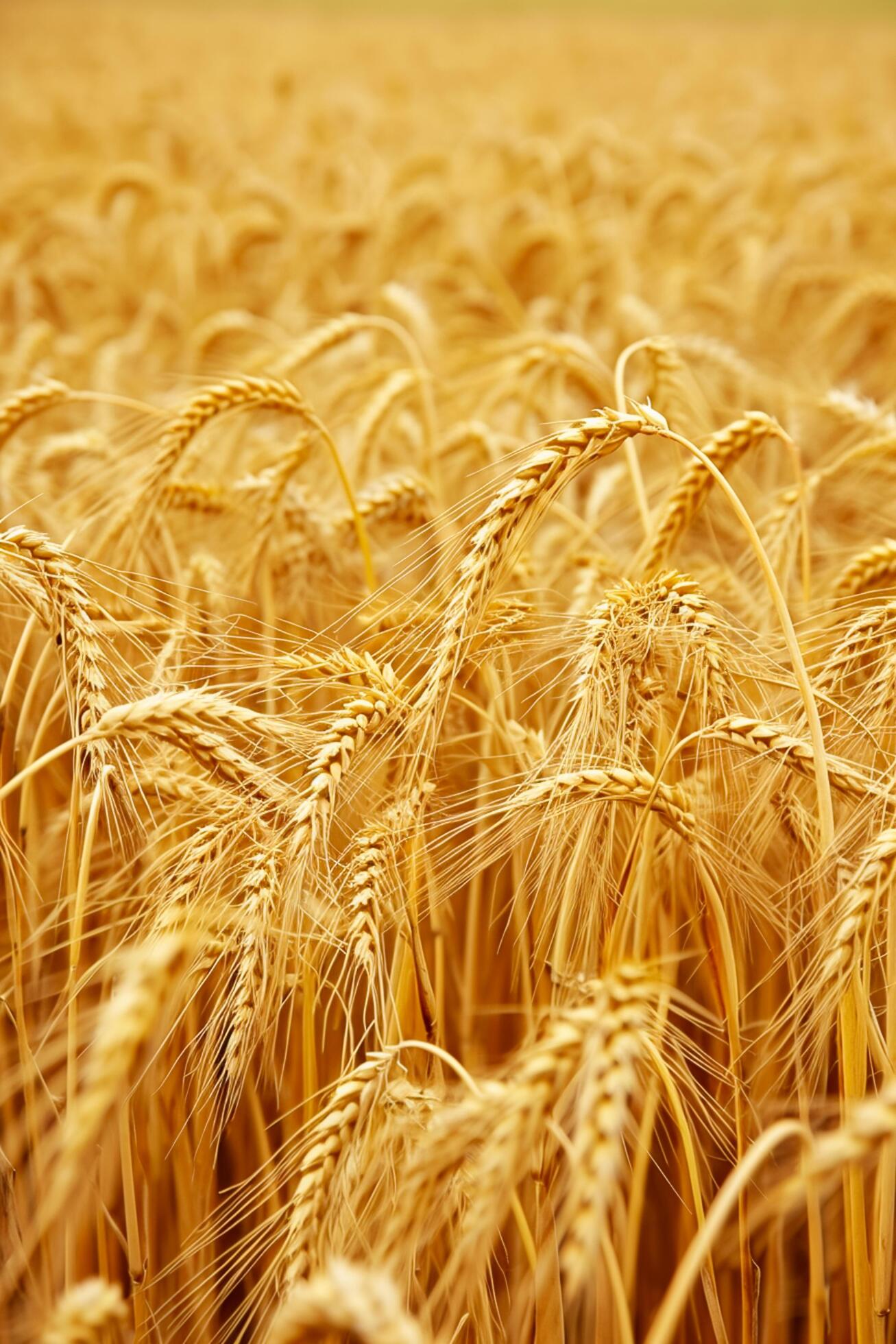Ai-generated-golden-field-wheat-indicating-it-is-ripe-and-ready-for-harvest-individual-wheat-stalks-and-grains-are-visible-showing-detail-and-texture-ai-generated-free-photo