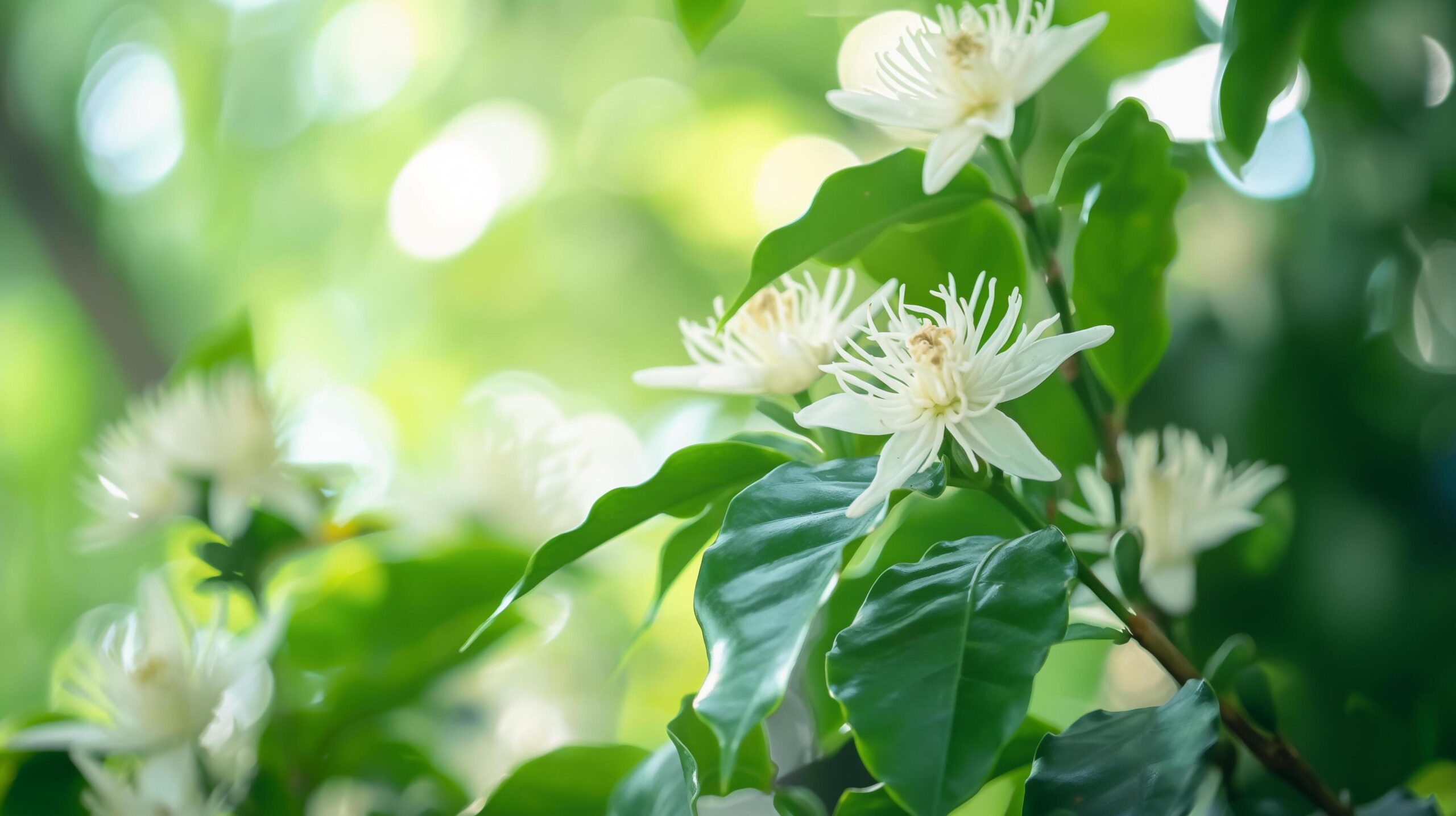 Ai-generated-green-background-coffee-plant-in-bloom-free-photo