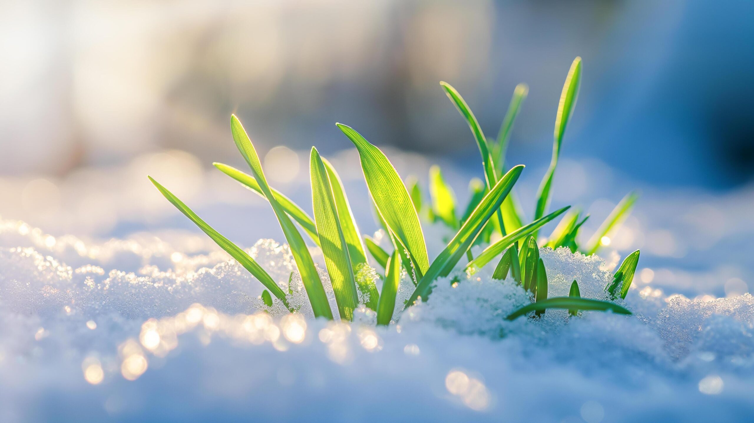 Ai-generated-green-grass-in-thes-now-in-a-sunny-day-free-photo