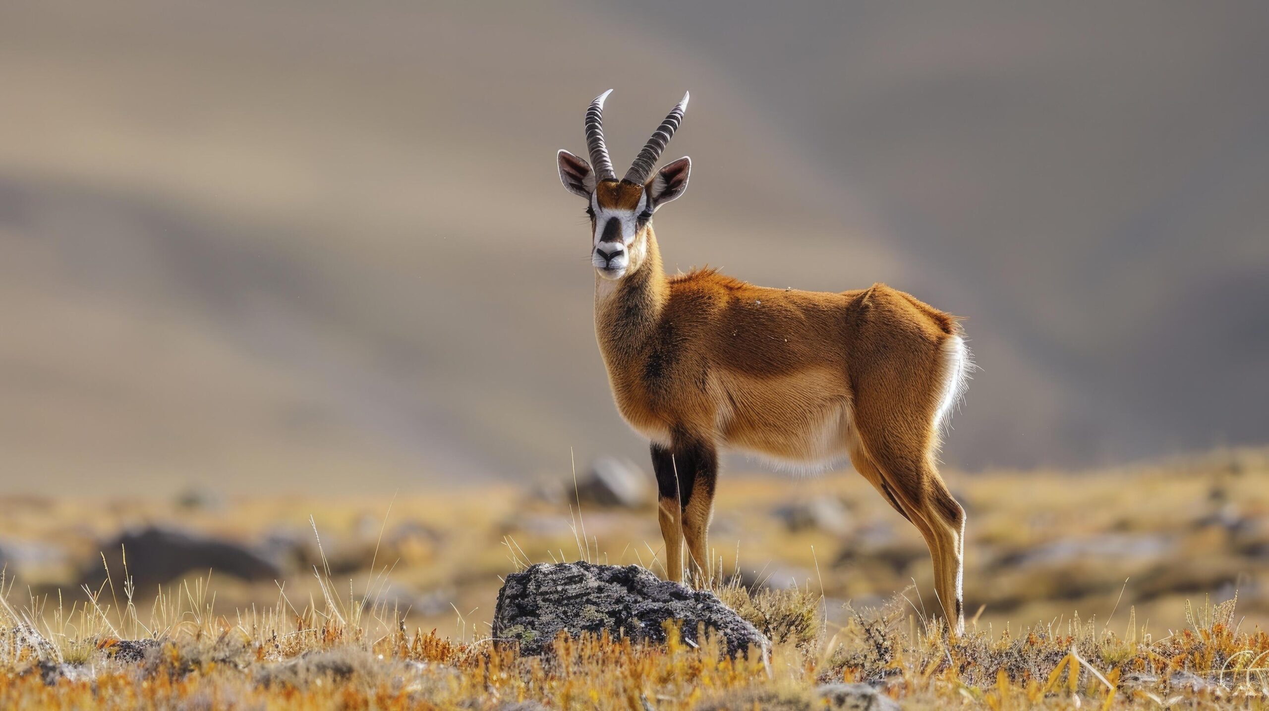 Ai-generated-in-the-wilderness-the-majestic-tibetan-antelope-pantholops-hodgsonii-roaming-freely-in-its-natural-habitat-free-photo