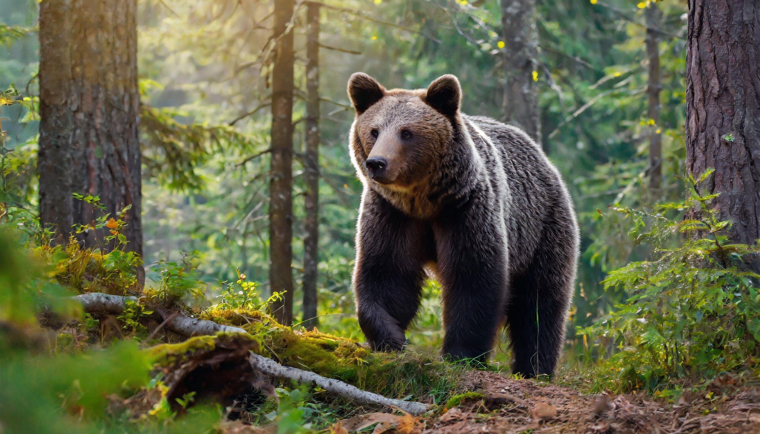 Ai-generated-of-a-bear-in-the-forest-free-photo