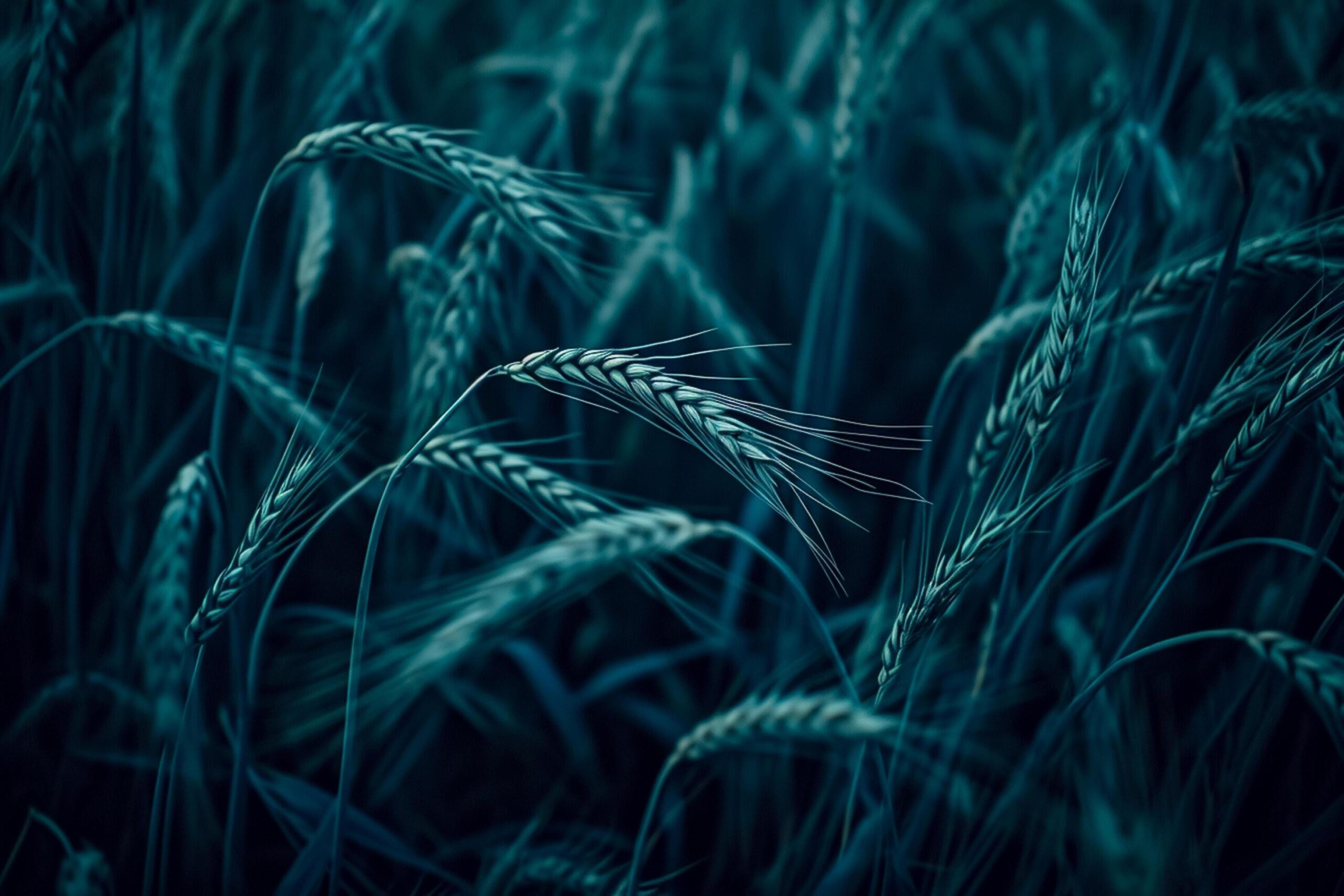 Ai-generated-of-dark-moody-wheat-fields-the-image-depicts-close-up-shots-of-wheat-stalks-ai-generated-free-photo