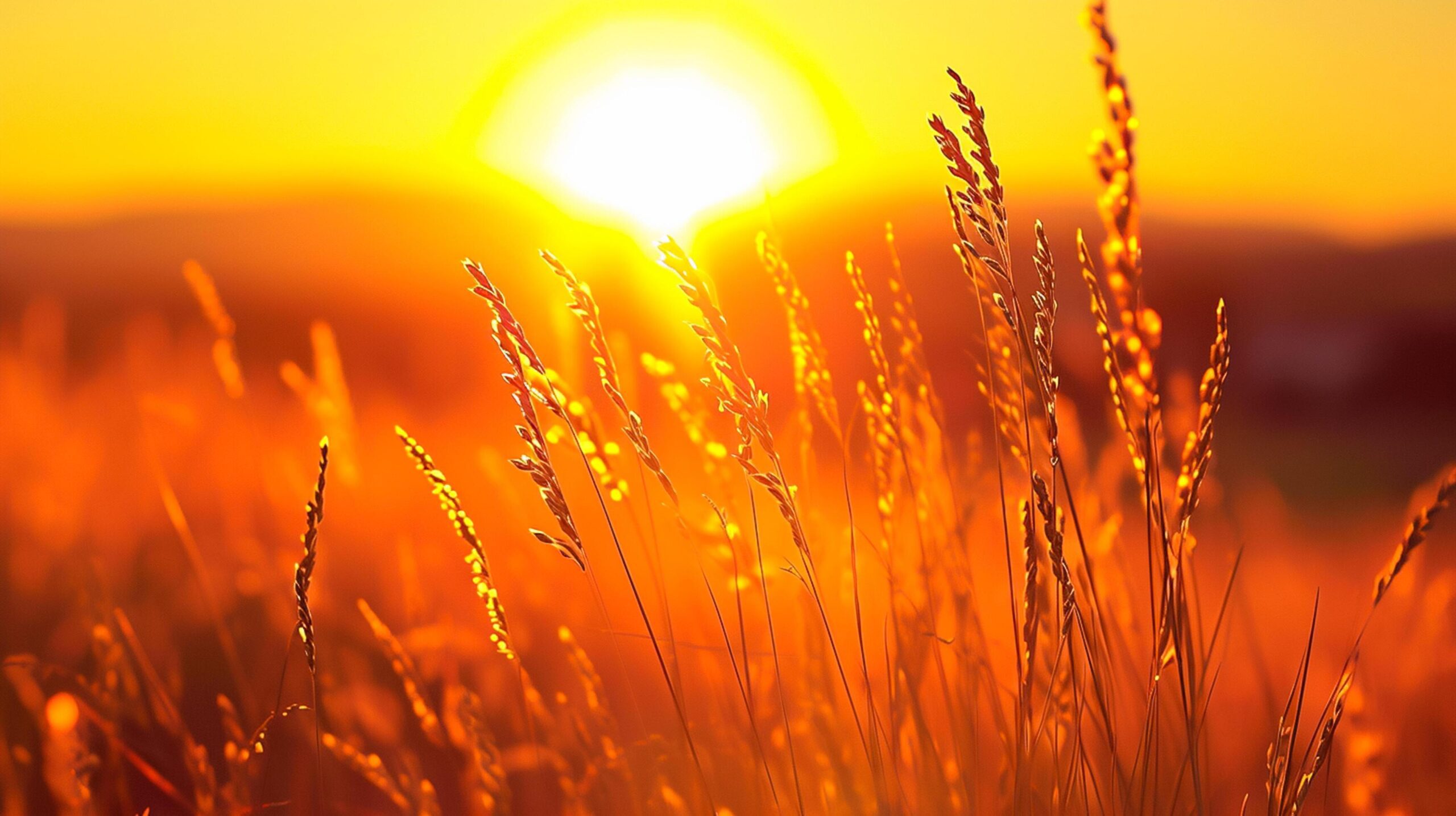 Ai-generated-of-tall-wild-grass-bathed-in-the-golden-hue-of-the-setting-sun-the-grass-is-detailed-and-appears-soft-swaying-gently-creating-calm-and-peaceful-atmosphere-ai-generated-free-photo