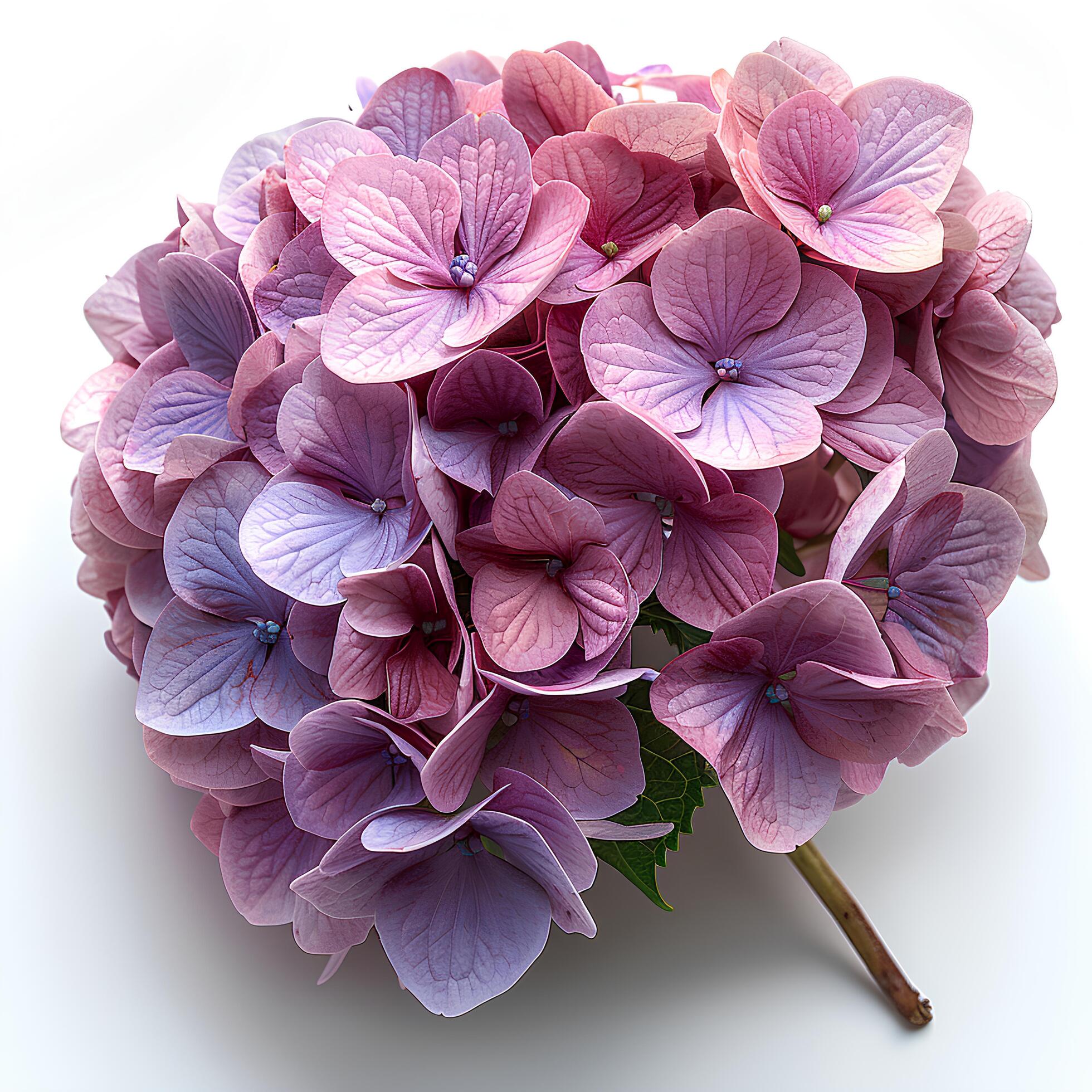Ai-generated-pink-hydrangea-flower-isolated-on-white-background-with-shadow-pink-flower-isolated-hydrangea-top-view-pink-flower-flat-lay-free-photo