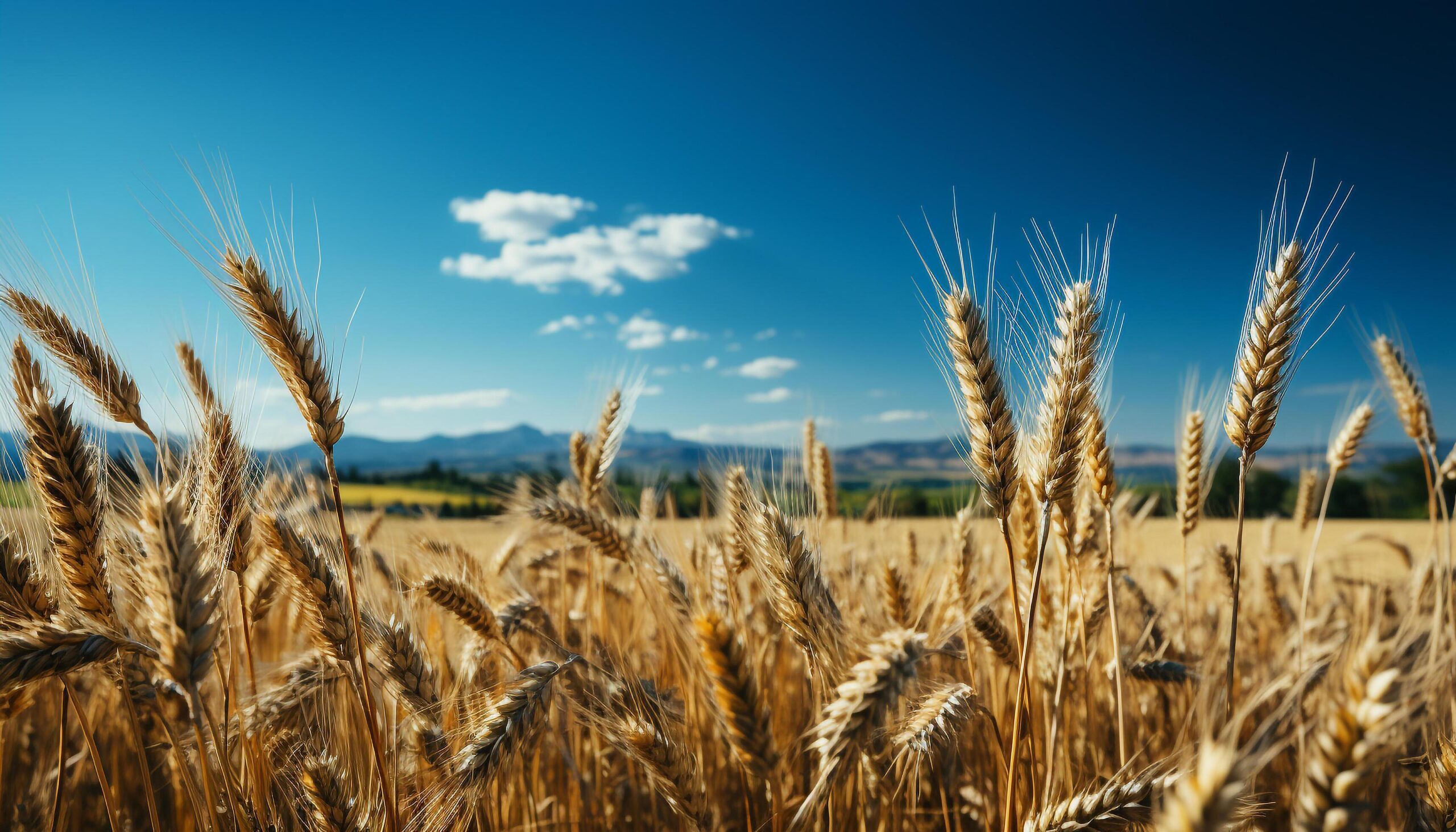 Ai-generated-rural-scene-wheat-barley-rye-meadow-harvest-golden-sunset-generated-by-ai-free-photo