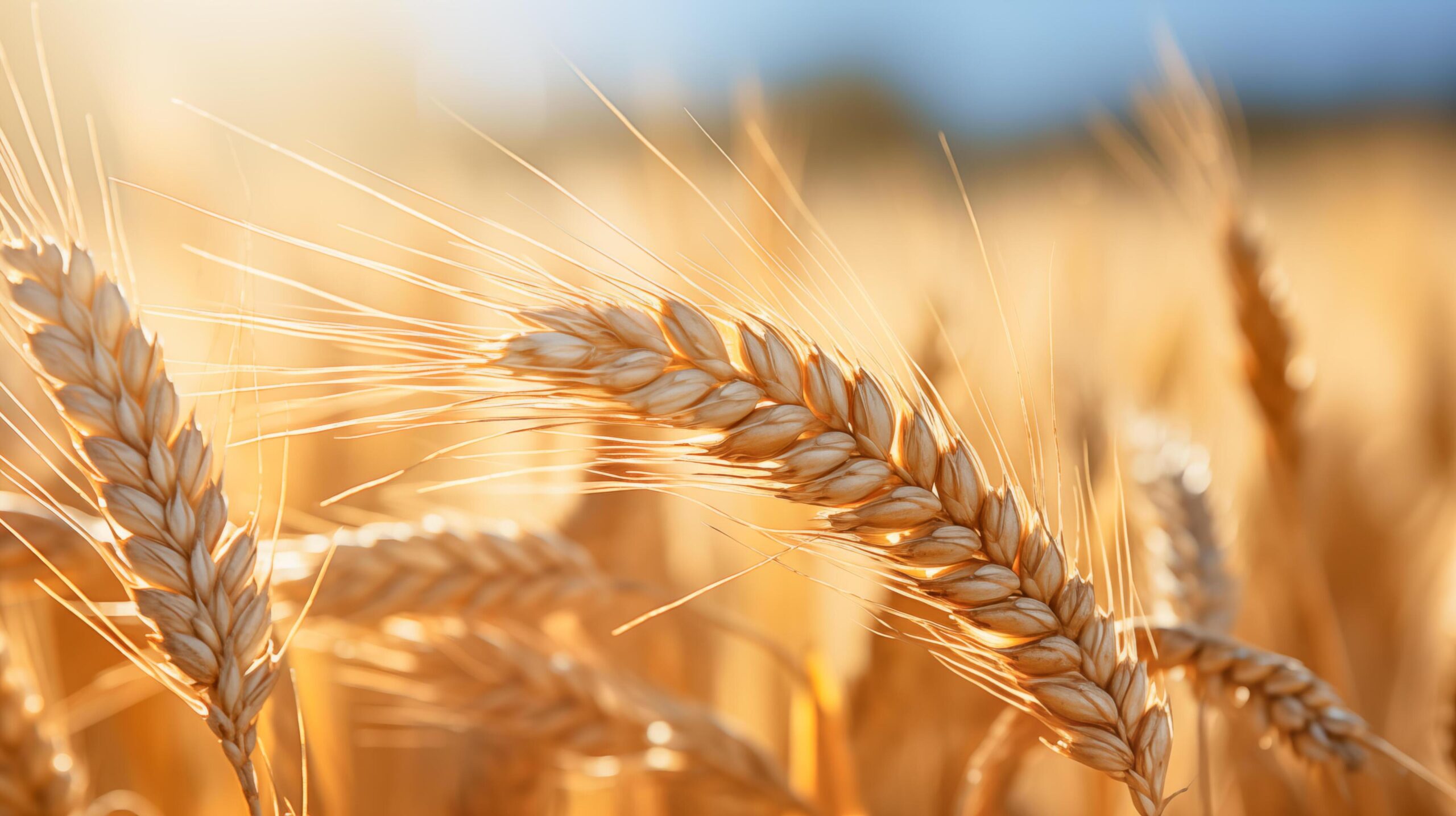 Ai-generated-wheat-field-in-sunlight-close-up-free-photo