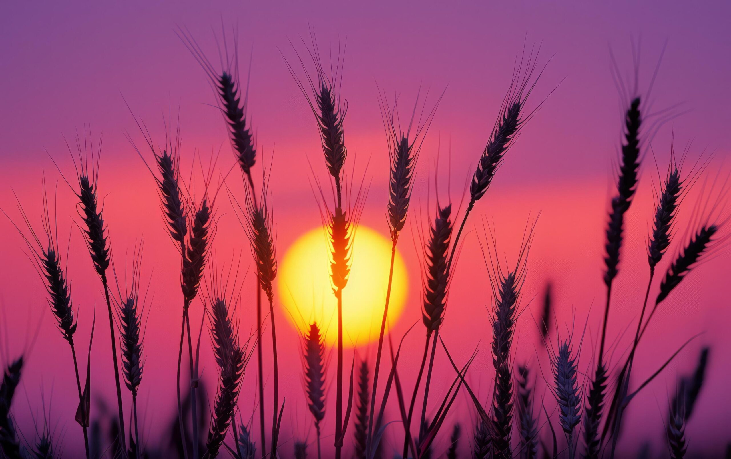 Ai-generated-wheat-field-sunset-silhouette-free-photo