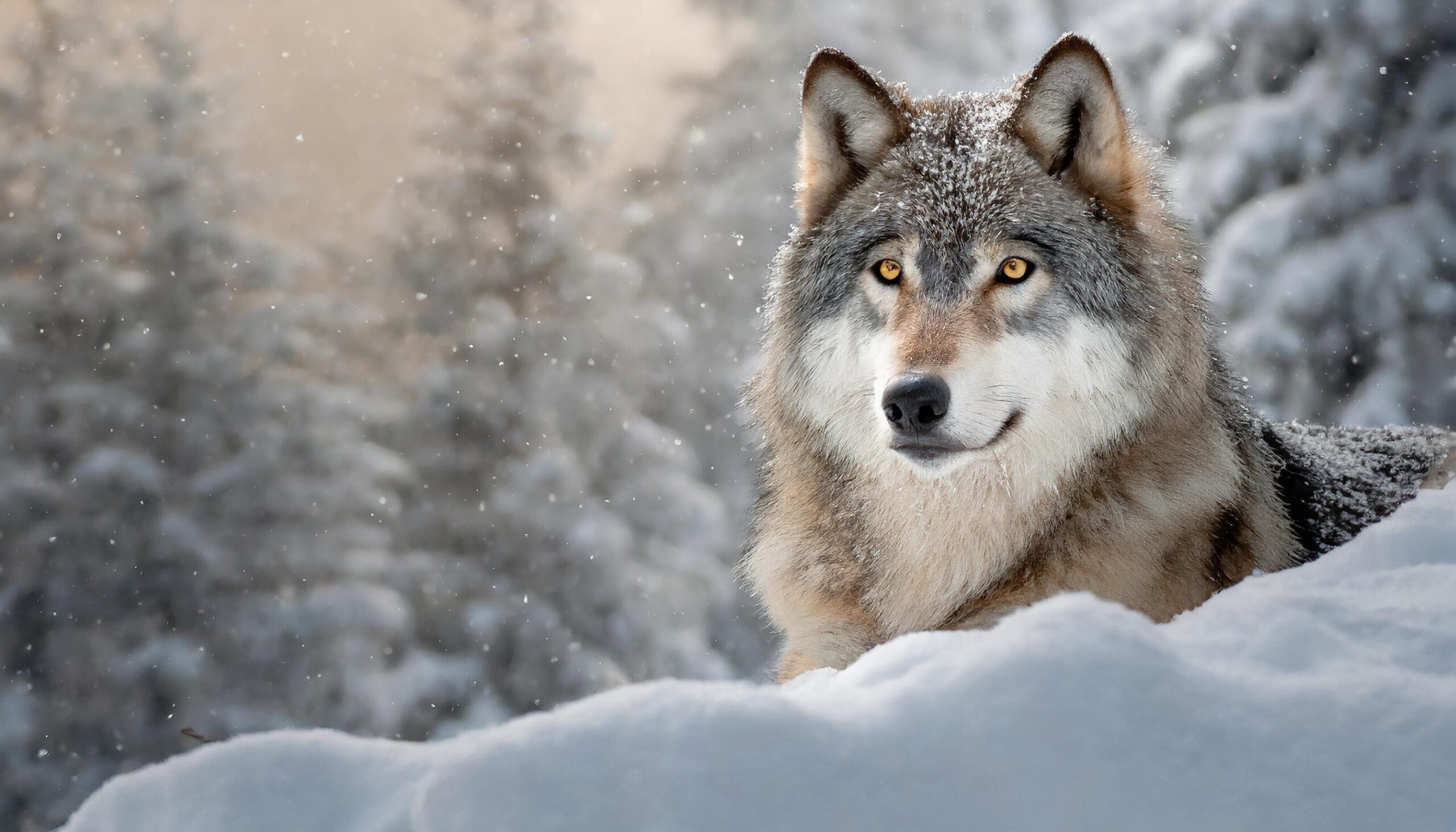 Ai-generated-wolf-sitting-in-winter-snow-free-photo