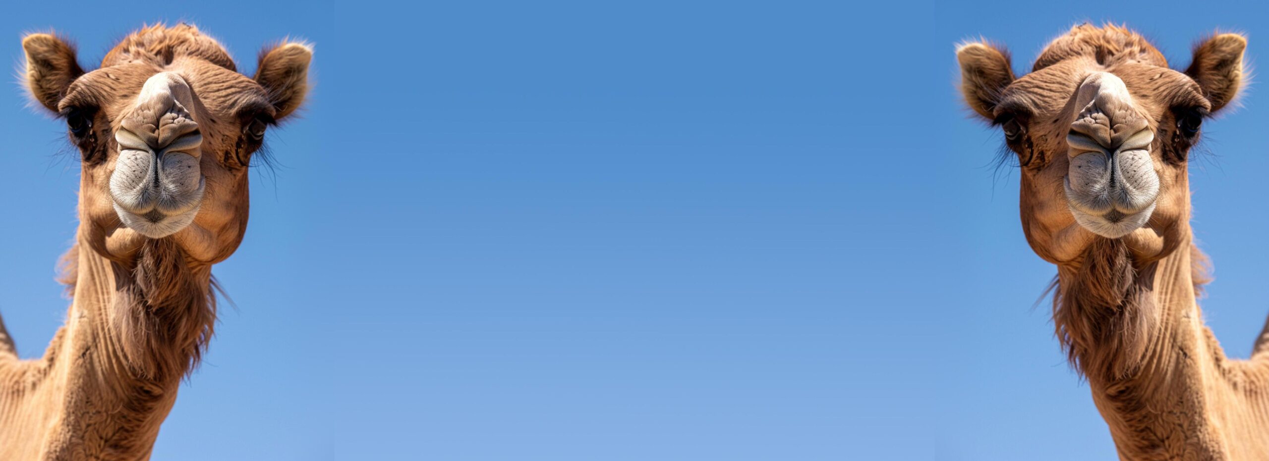Camel-isolated-on-a-blue-sky-background-copy-space-ai-generated-free-photo