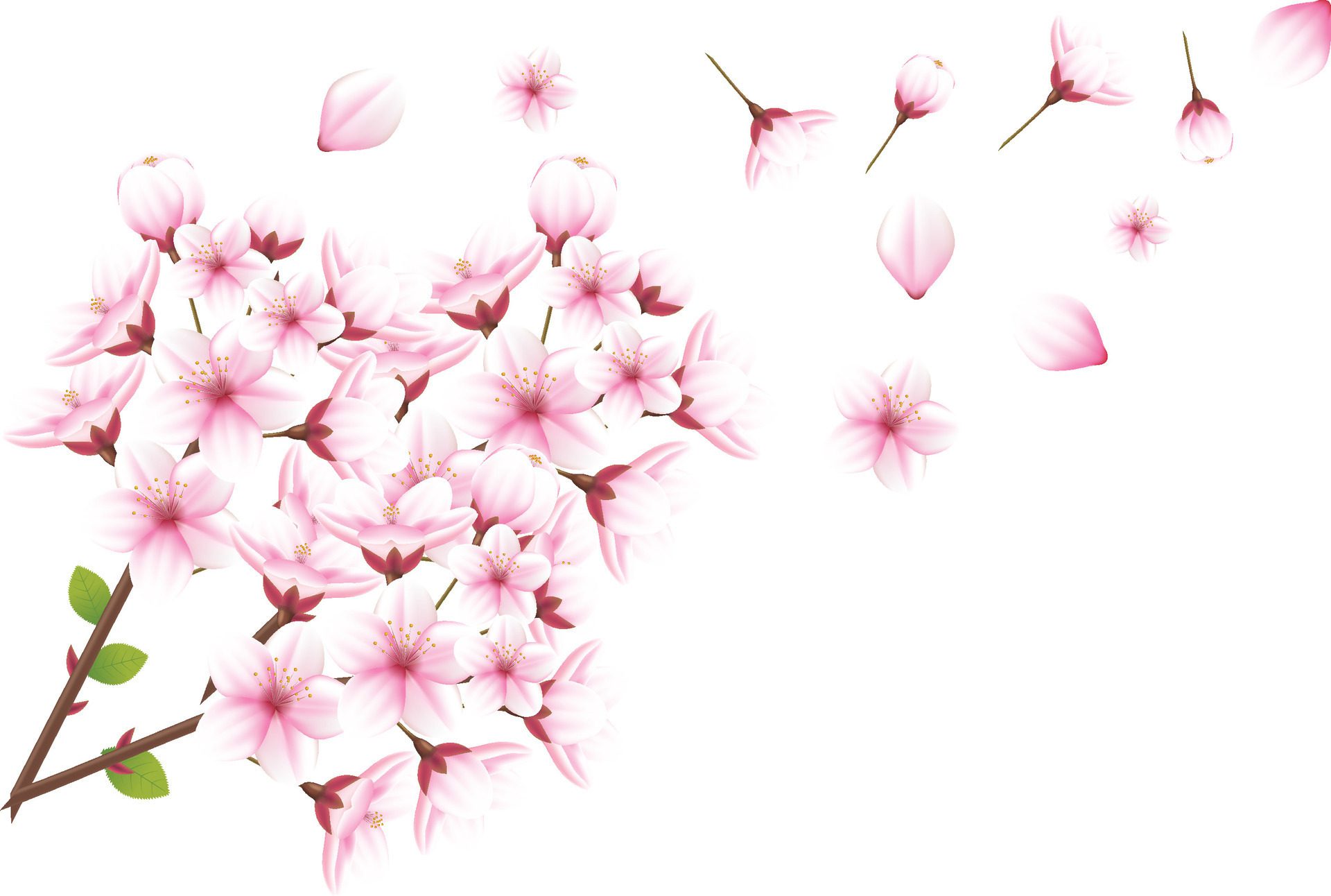 Generated-ai-cherry-blossom-and-sakura-on-white-background-free-vector