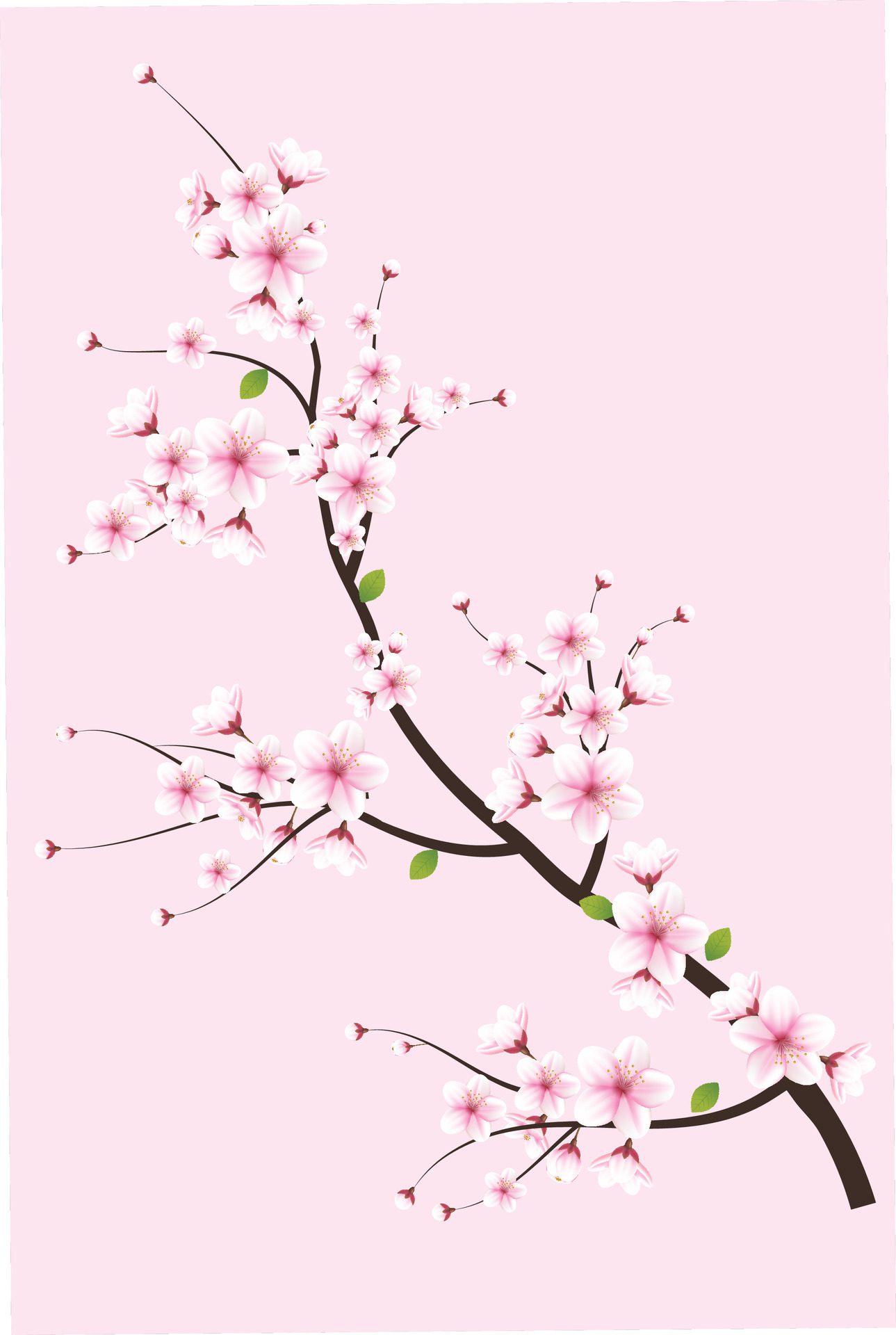 Generated-ai-sakura-flower-illustration-free-vector