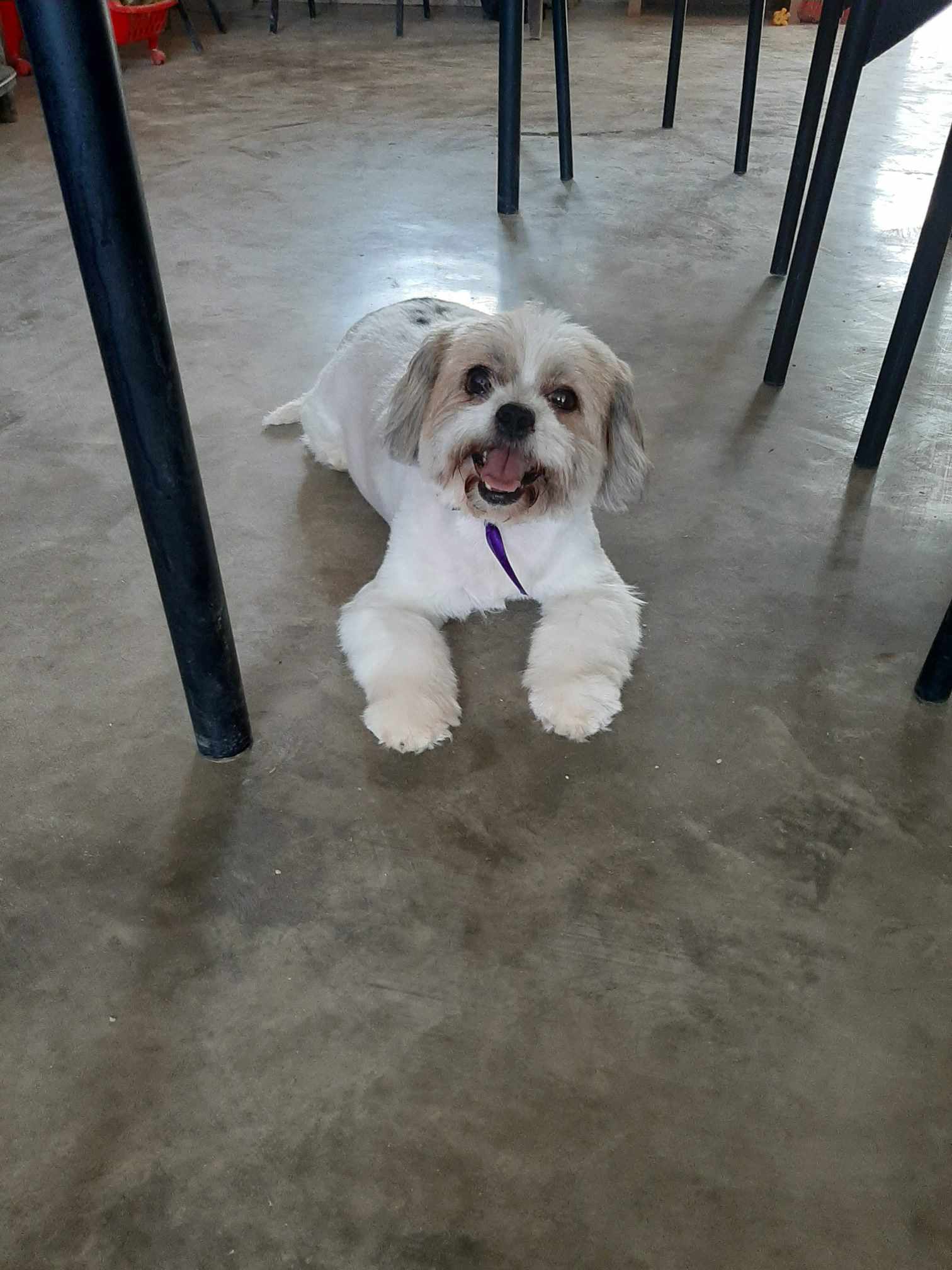 Pupet