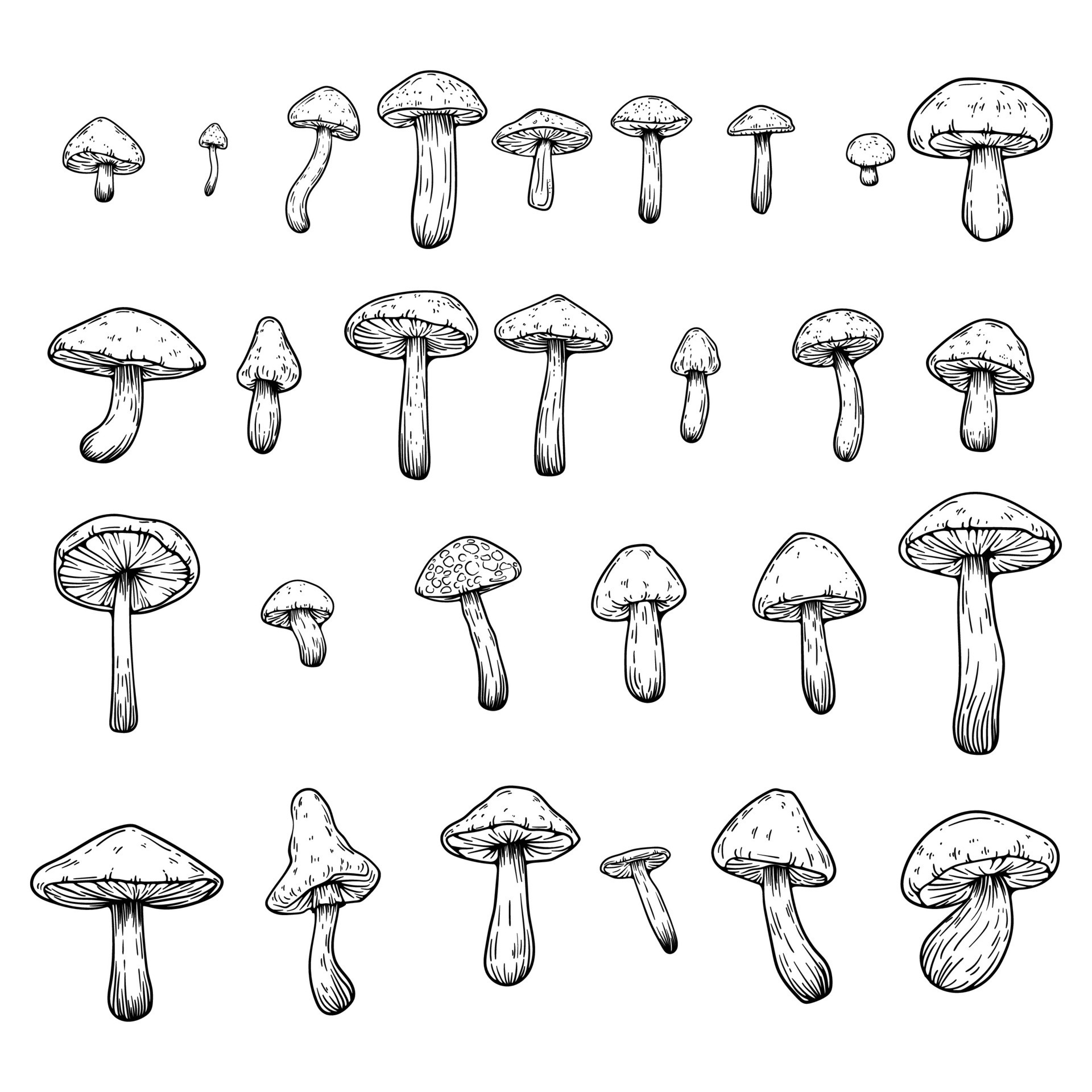 Set-of-hand-drawn-illustrations-of-various-mushrooms-champignons-fly-agarics-white-mushroom-oyster-mushrooms-perfect-for-adding-a-vintage-and-organic-touch-to-culinary-projects-not-ai-generated-free-vector