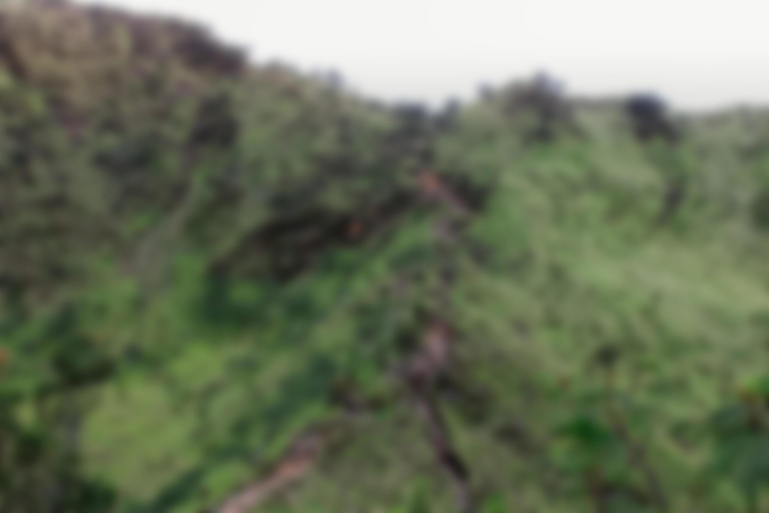 Blurred-background-view-of-mountain-forest-green-concept-free-photo