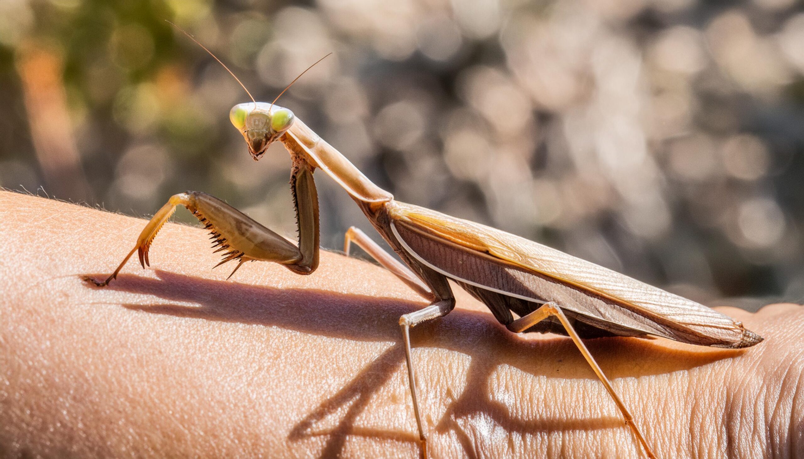 Ai-praying-mantis-free-photo