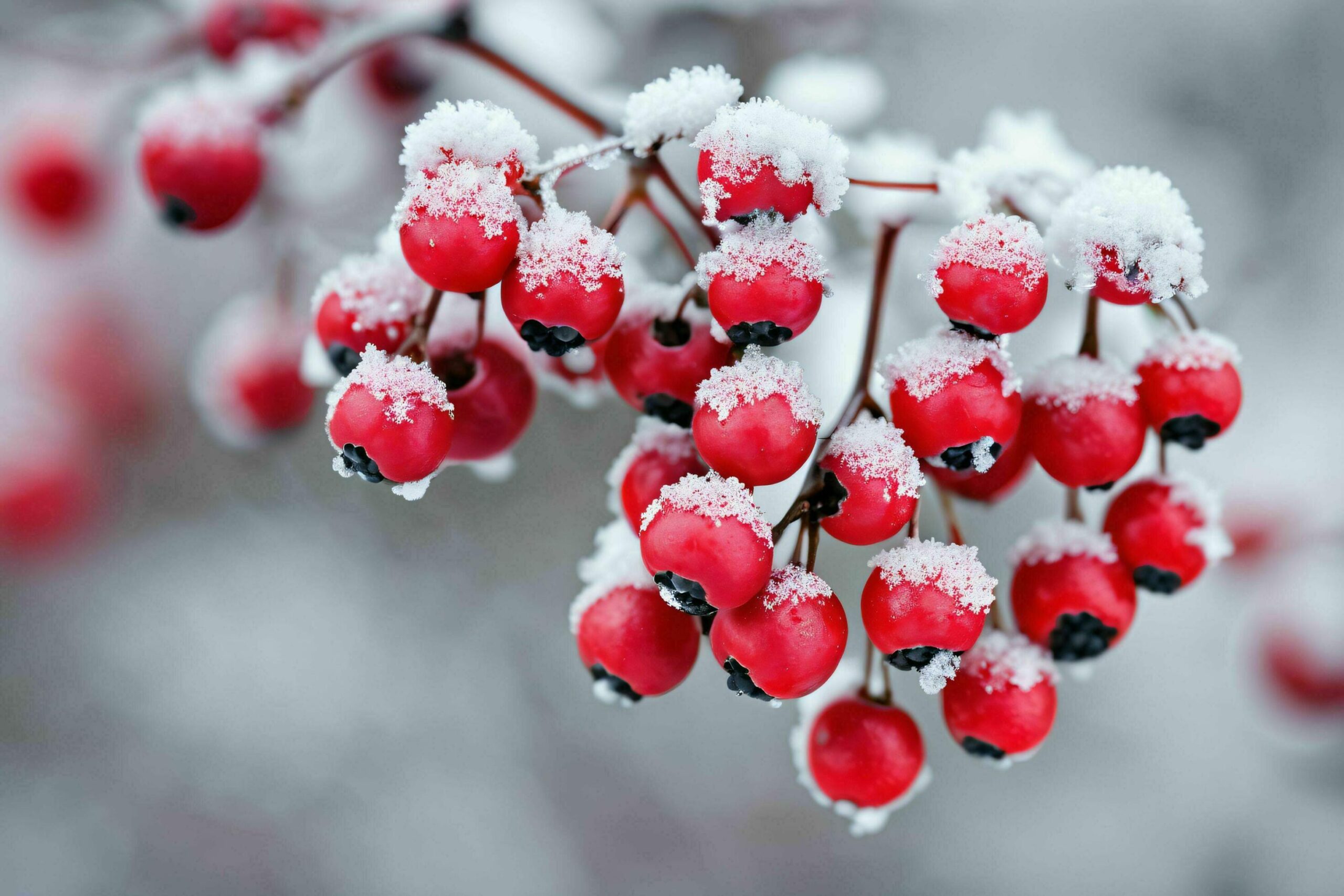 Ai-generated-red-berries-branch-covered-in-snow-free-photo