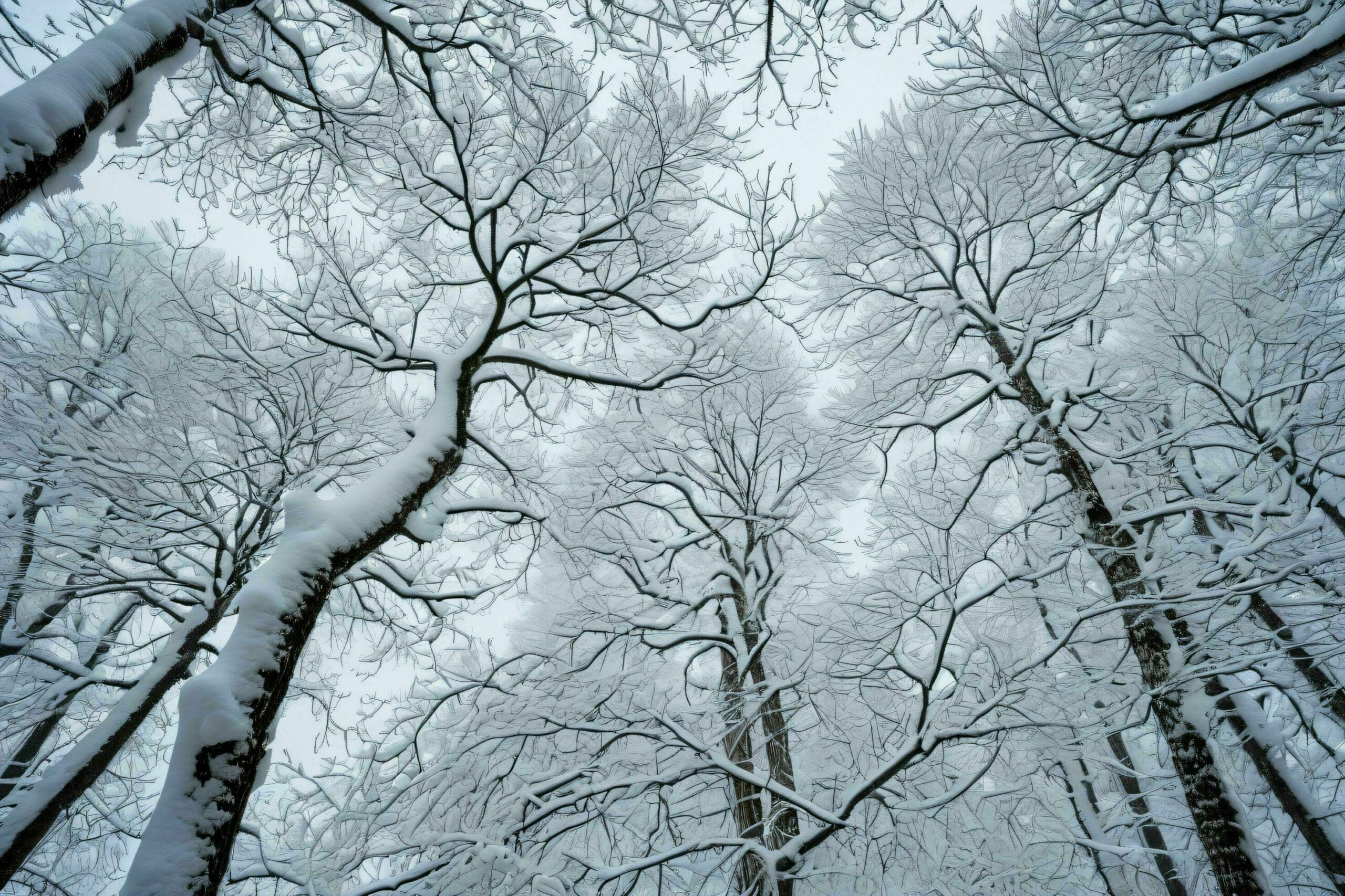 Ai-generated-snow-clad-forest-canopy-free-photo